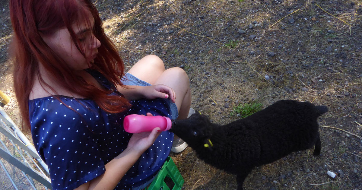 Sarah fodrer lam